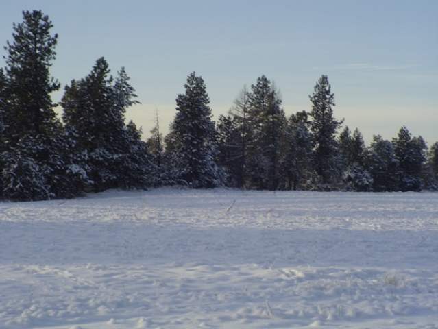 211 East Wild Rose Road Colbert, WA 99005 - Photo 8 of 9