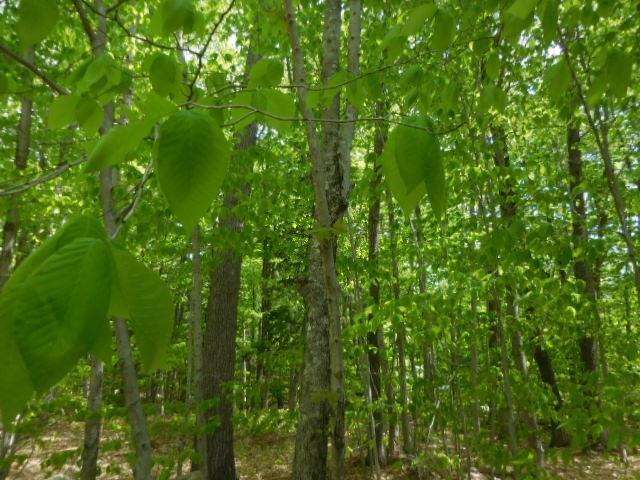 27 Busy Bee Road Naples, ME 04055 - Photo 13 of 19 Photo