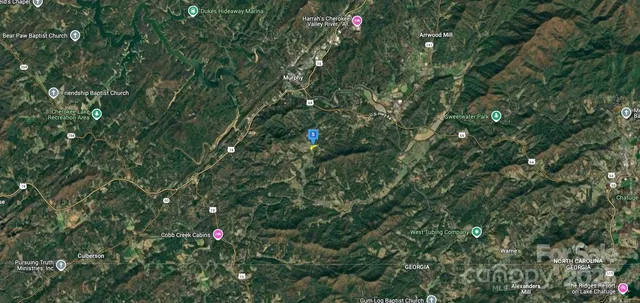 a view of a tree in a garden