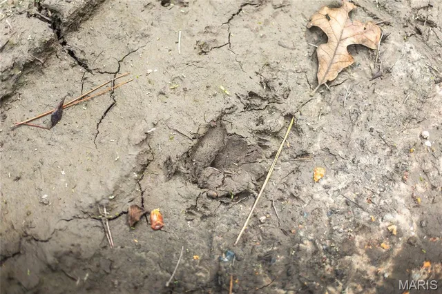 $1,200,000 | 6186 Pine Flat Drive, Summersville, MO 65571