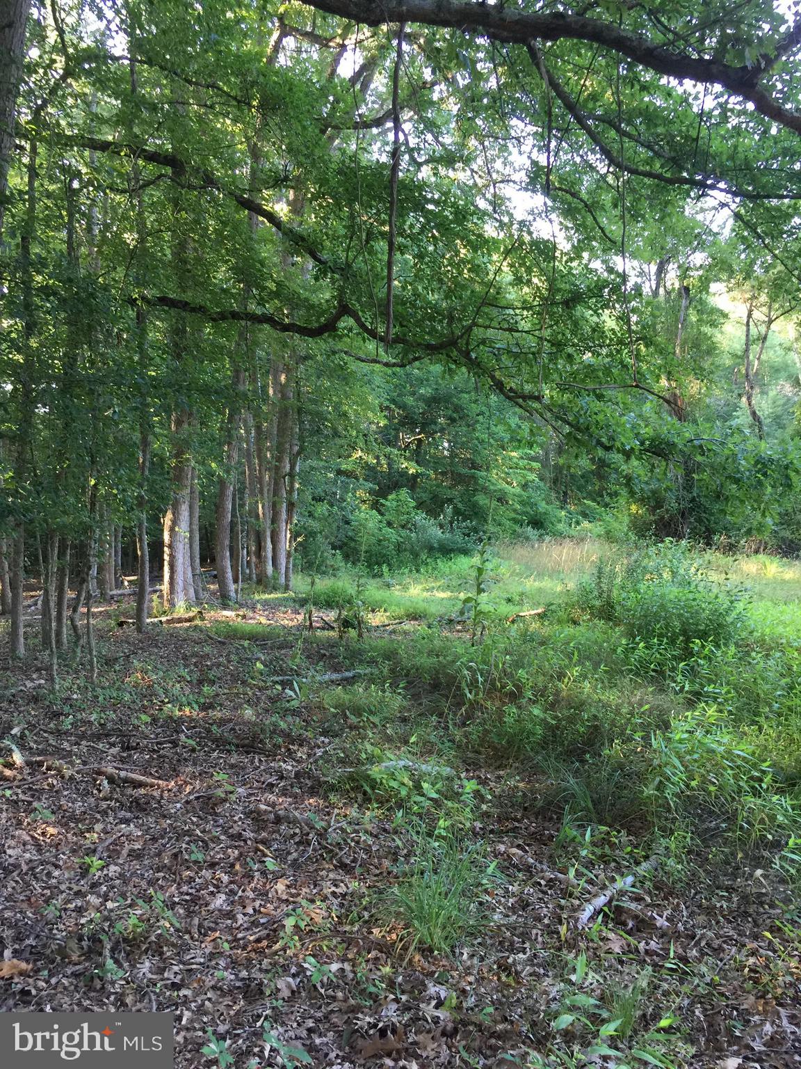 L201 Sheep Pen Road Pittsgrove, NJ 08318 - Photo 6 of 7