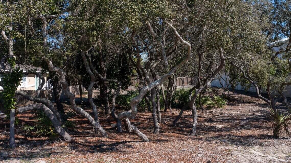 83 South Co Highway 83 Santa Rosa Beach, FL 32459 - Photo 7 of 11 a view of a forest with trees