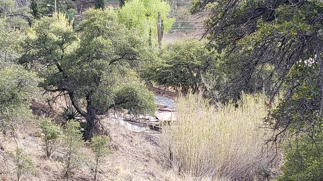a view of a tree in a yard