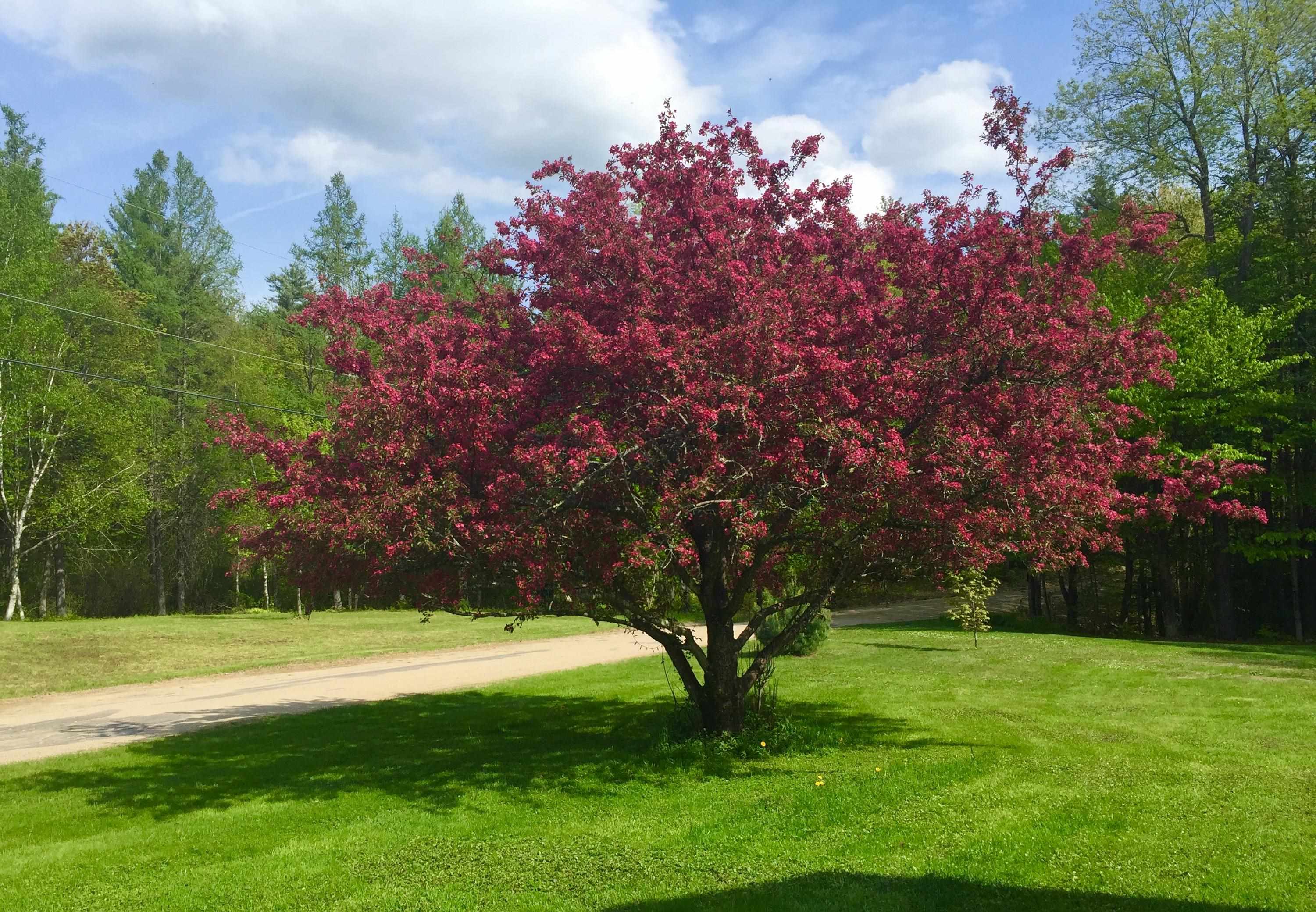 35 Pinnacle Ridge Road Meredith, NH 03269 - Photo 33 of 57
