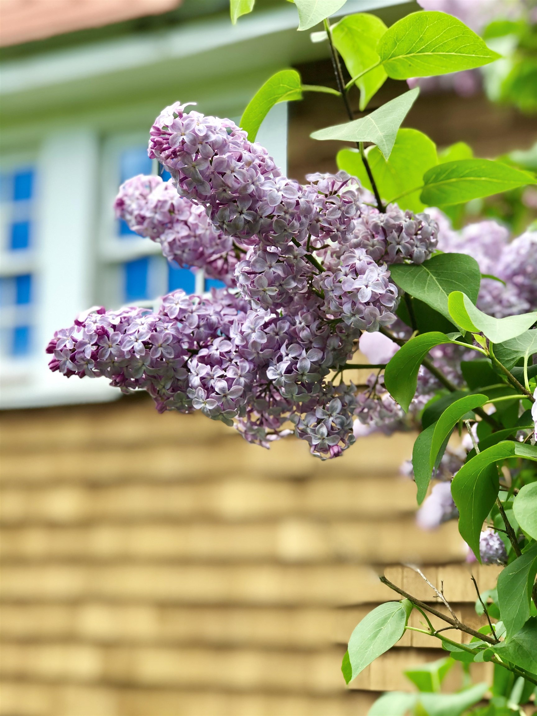 35 Pinnacle Ridge Road Meredith, NH 03269 - Photo 34 of 57