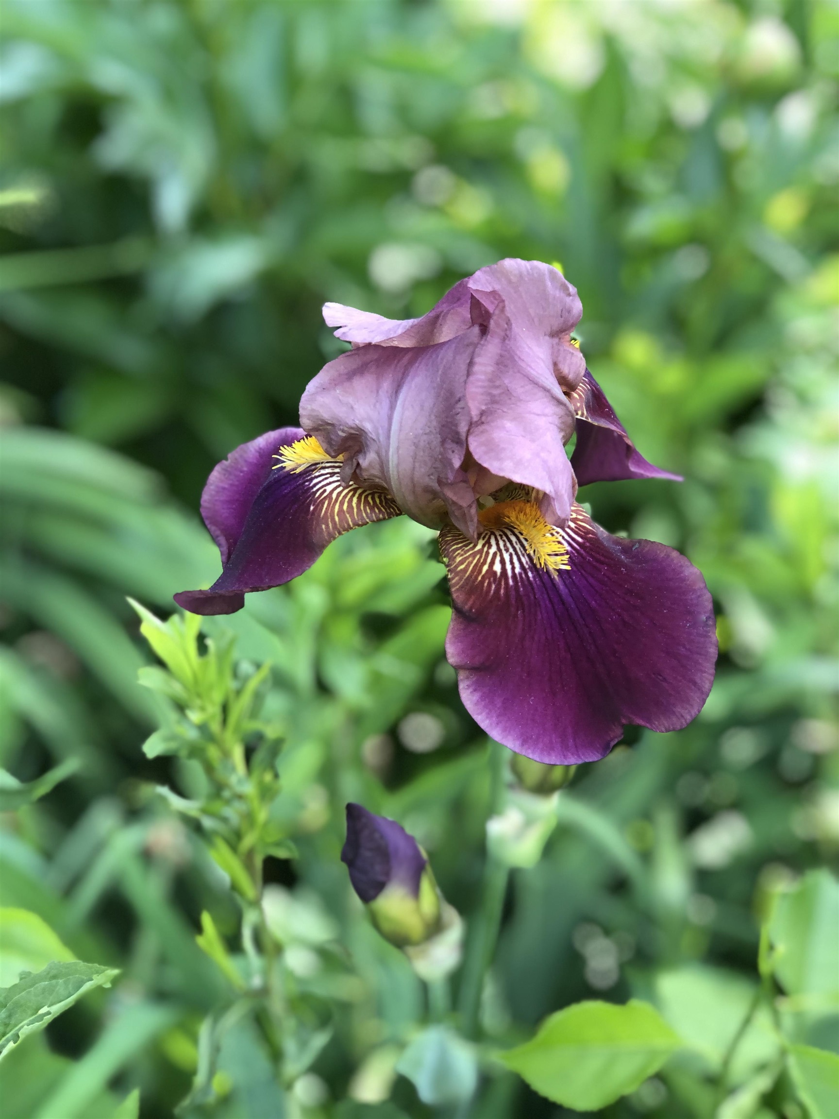 35 Pinnacle Ridge Road Meredith, NH 03269 - Photo 38 of 57