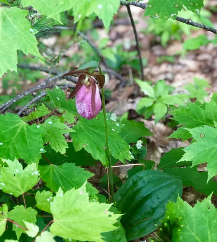 $849,000 | 35 Pinnacle Ridge Road, Meredith, NH 03269