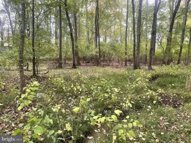 a view of a forest with trees in the background