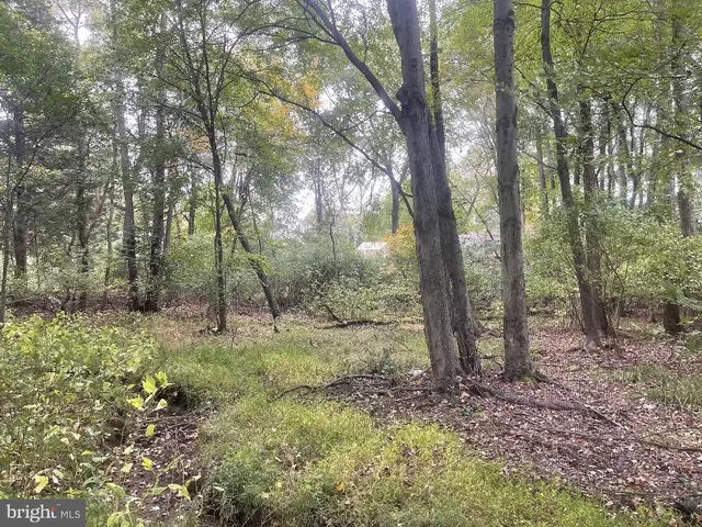 a view of trees and bushes
