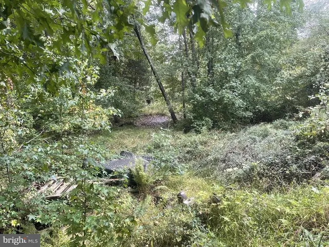 a view of a yard with plants and large trees
