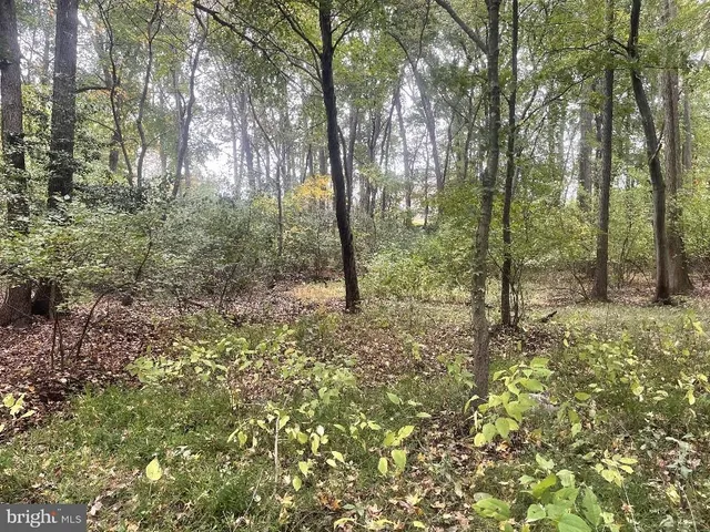 a view of a forest with trees in the background