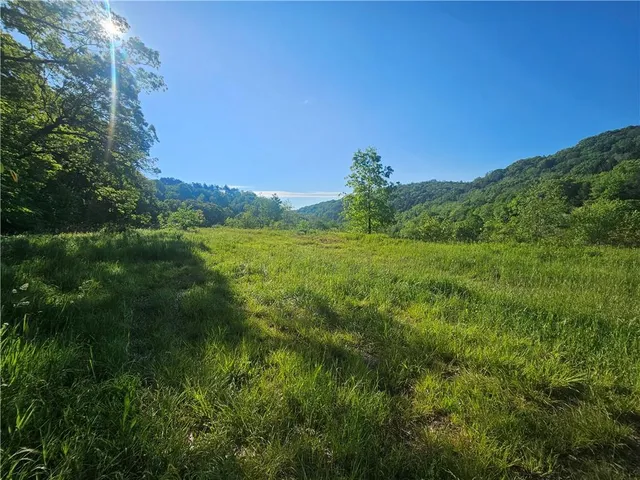 a view of a lush green space