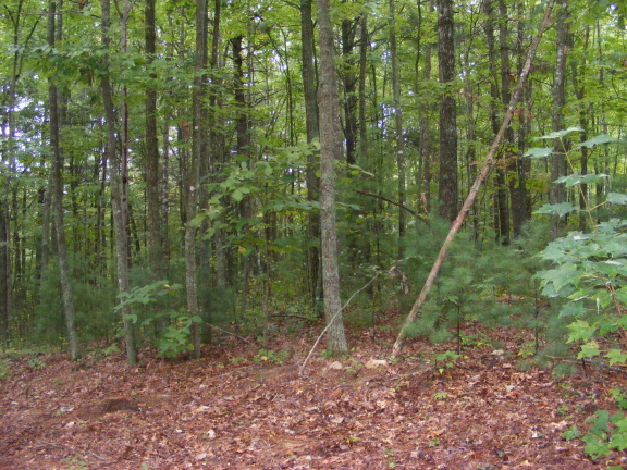 0 Daniels Run Road Northeast Pilot, VA 24138 - Photo 4 of 5 a view of a forest