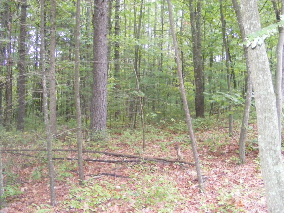 0 Daniels Run Road Northeast Pilot, VA 24138 - Photo 5 of 5 a view of forest