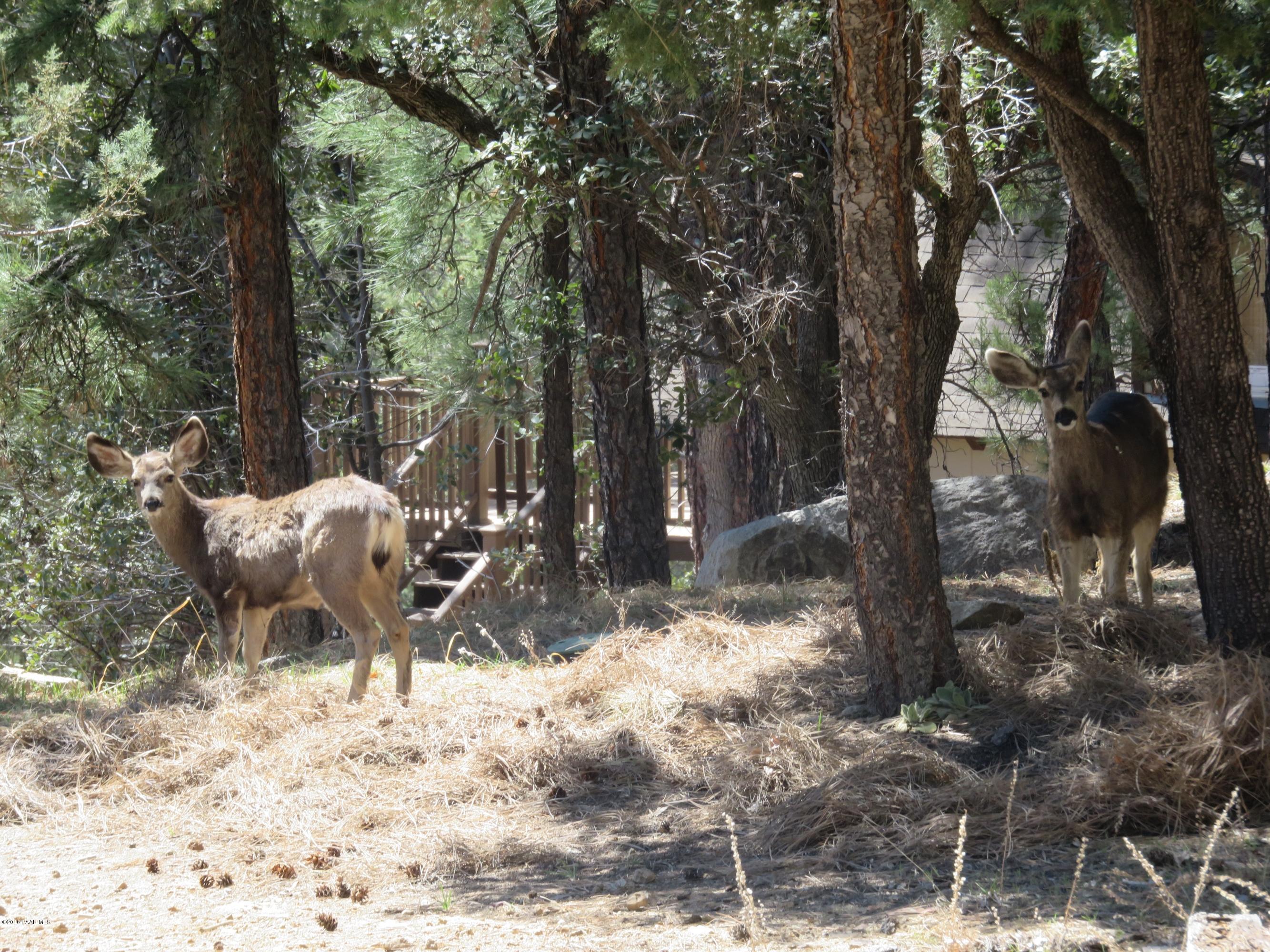 3744 East Sheldon Road Prescott, AZ 86303 - Photo 20 of 25 Deer On Property