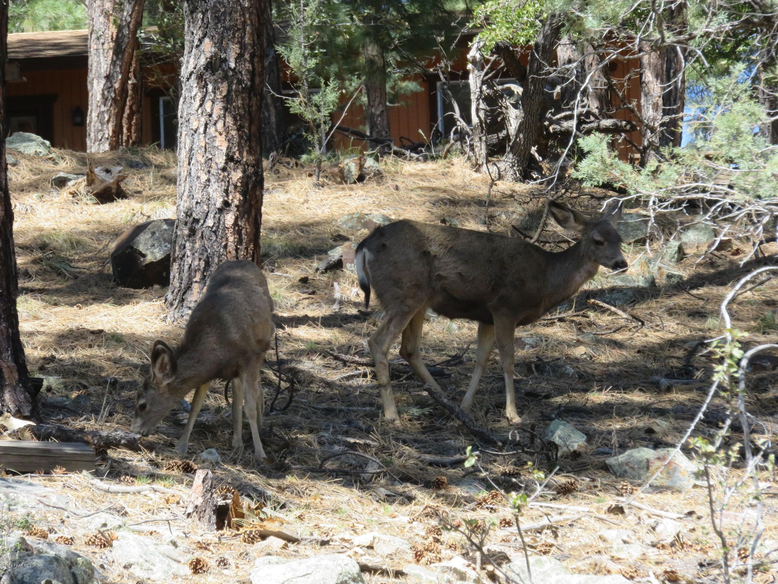 3744 East Sheldon Road Prescott, AZ 86303 - Photo 21 of 25 Deer On Property