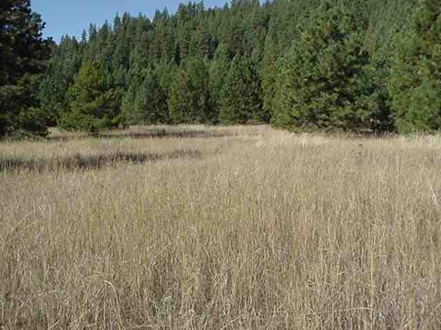 4501 Luther Road Springdale, WA 99173 - Photo 3 of 3