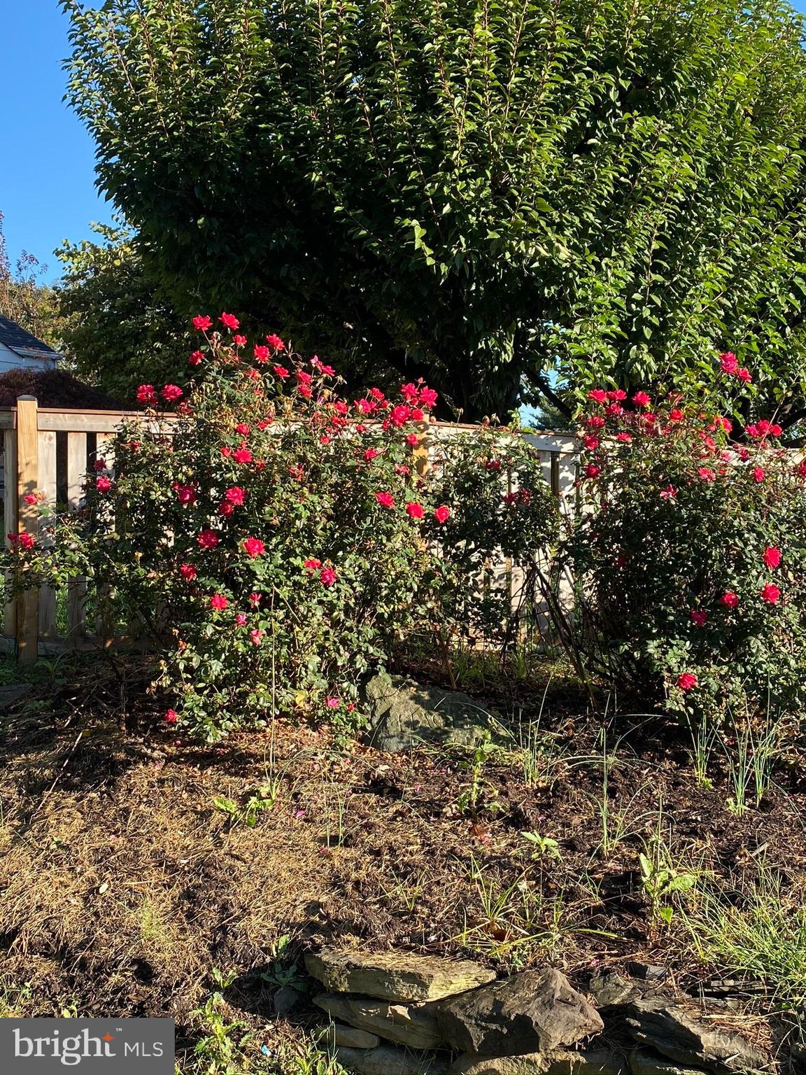 26016 Ridge Road Damascus, MD 20872 - Photo 9 of 27 Rose Garden