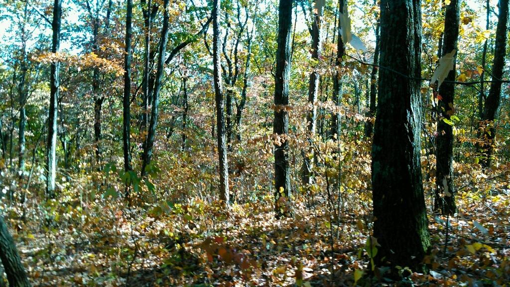 0 Levi Road Chattanooga, TN 37415 - Photo 12 of 17 IMG_1301