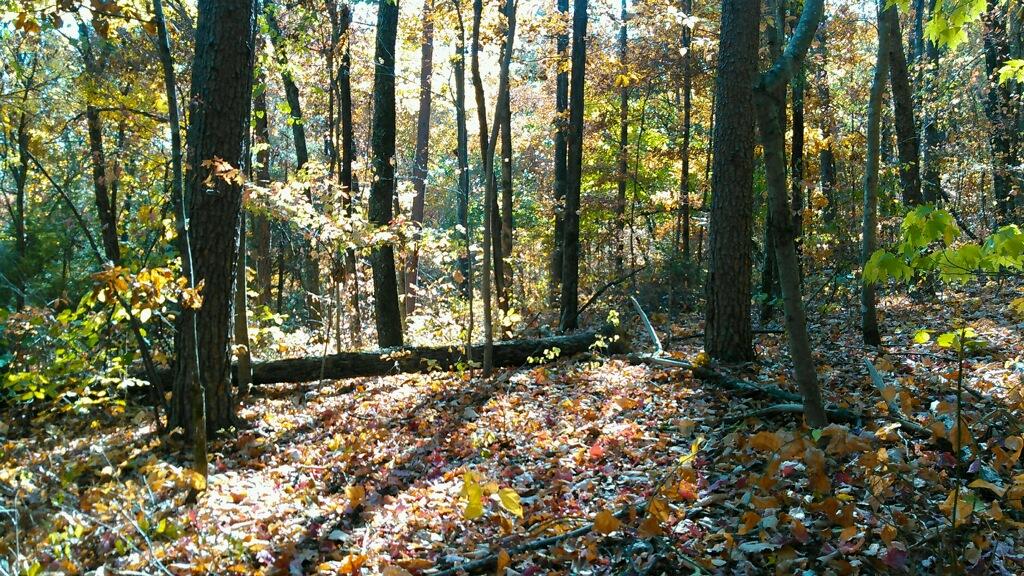 0 Levi Road Chattanooga, TN 37415 - Photo 6 of 17 IMG_1295