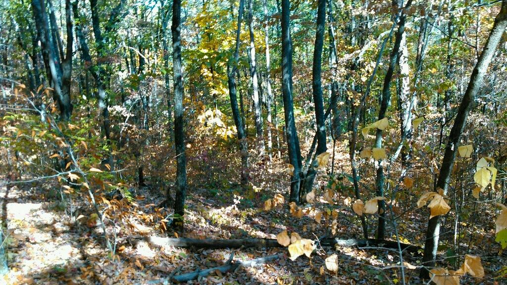 0 Levi Road Chattanooga, TN 37415 - Photo 10 of 17 IMG_1299