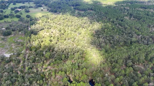 a close up of a plant