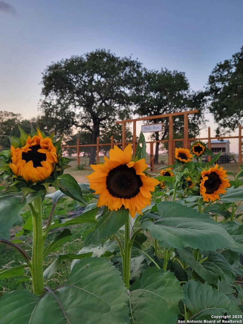 460 Woelke Road Seguin, TX 78155 - Photo 8 of 10