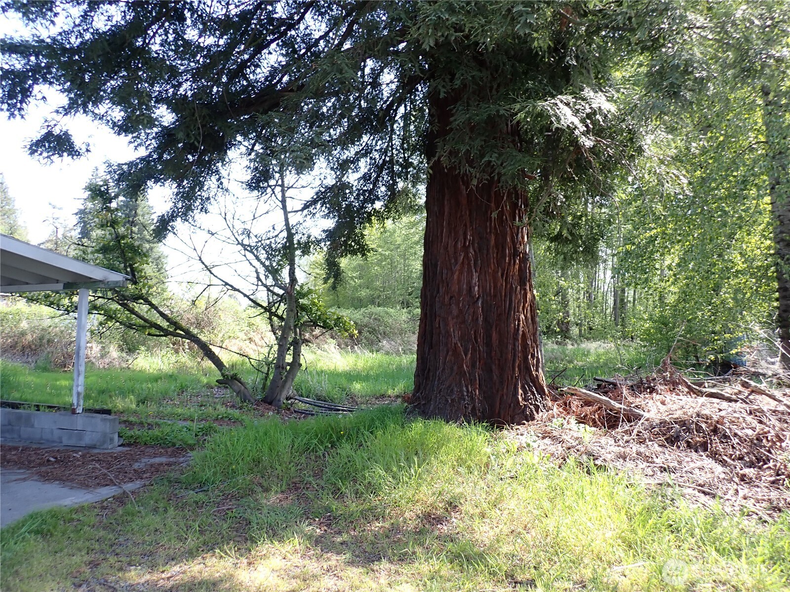 927 Meridian Avenue East Edgewood, WA 98372 - Photo 2 of 6 a view of backyard with tree