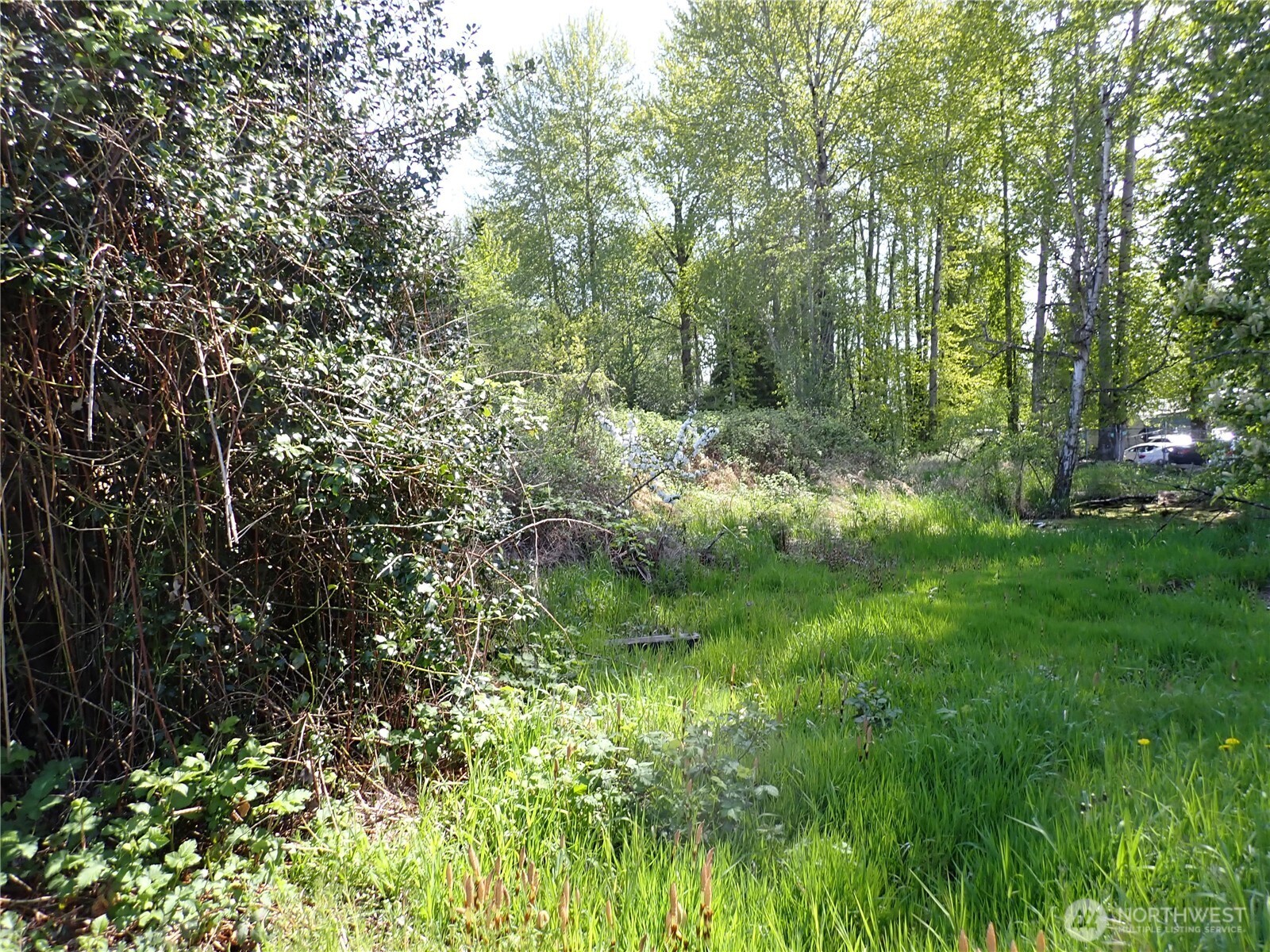 927 Meridian Avenue East Edgewood, WA 98372 - Photo 6 of 6 a view of a lush green forest