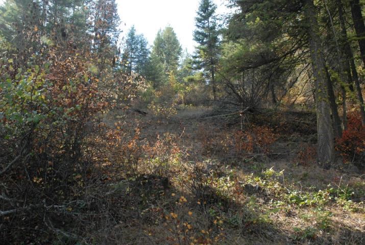 708 L Hoffman Road Kettle Falls, WA 99141 - Photo 5 of 10