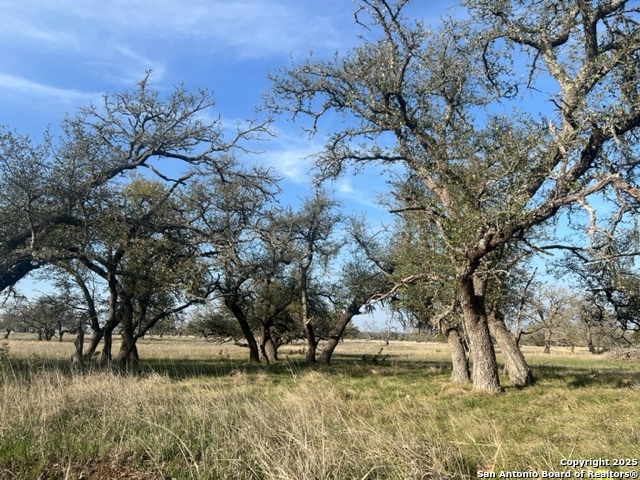 Lot 72 Fallow Drive Harper, TX 78631 - Photo 6 of 31 a view of a yard with large trees