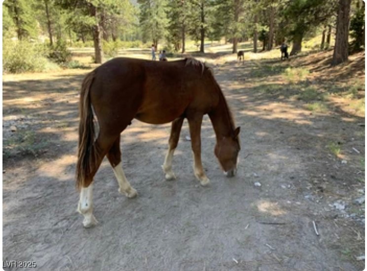 4096 Tyrol Way Mount Charleston, NV 89124 - Photo 43 of 50 A native family of horses regularly roams the Rainbow Canyon neighborhood, bringing life to the landscape. These beautiful, friendly animals add a sense of connection to nature that is unsurpassed in this mountain wilderness area.