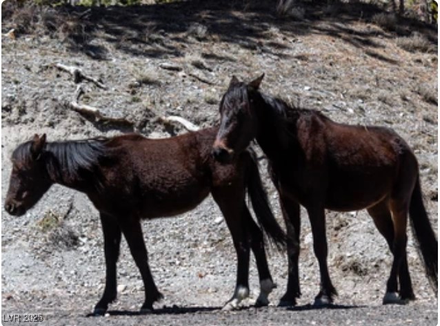 4096 Tyrol Way Mount Charleston, NV 89124 - Photo 46 of 50 The native family of horses that call Rainbow Canyon home graze peacefully in their natural habitat. These beautiful, friendly animals provide a magical connection to nature that is unsurpassed.