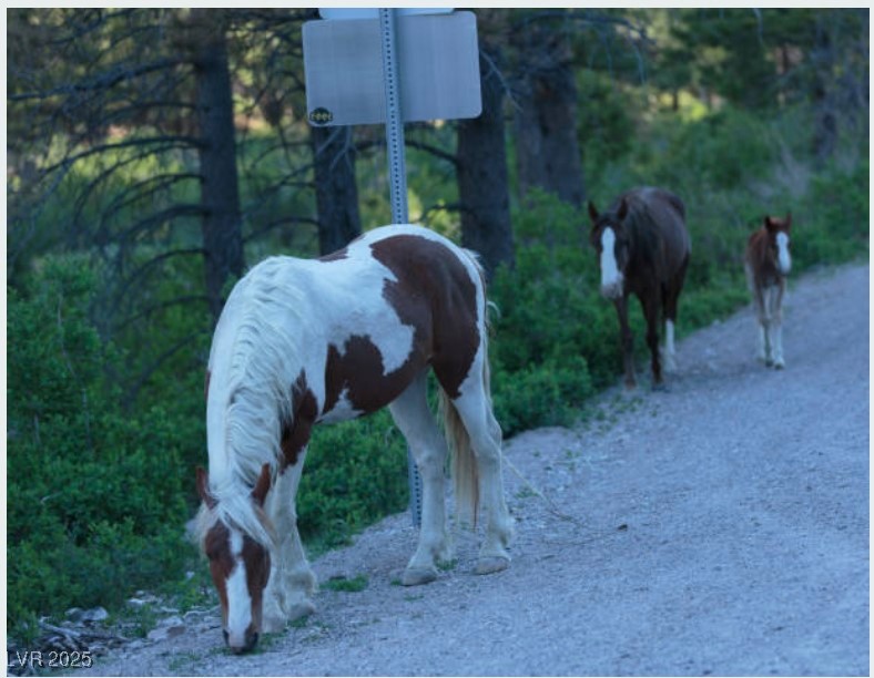 4096 Tyrol Way Mount Charleston, NV 89124 - Photo 49 of 50 The native horses of Rainbow Canyon wander freely through the neighborhood, creating magical encounters for residents and hikers. These beautiful, friendly animals embody the unique connection to nature that defines outdoor living here.