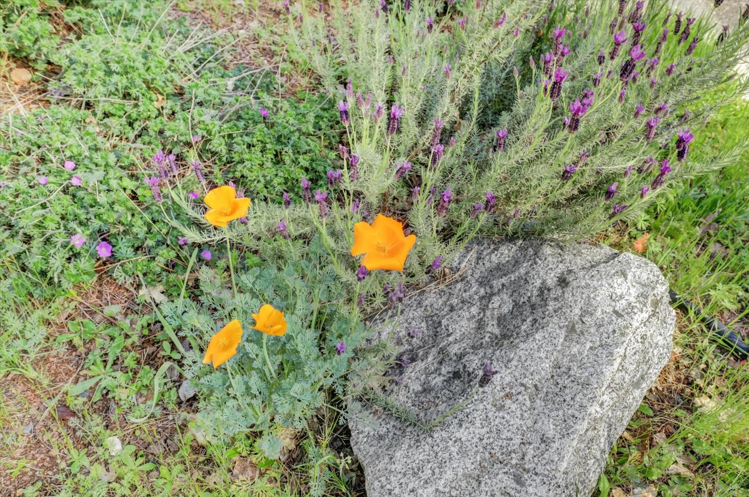 362 Gracie Road Nevada City, CA 95959 - Photo 61 of 96