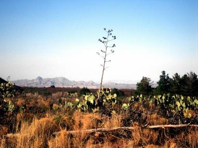 0 Poorwill Road San Simon, AZ 85632 - Photo 6 of 6