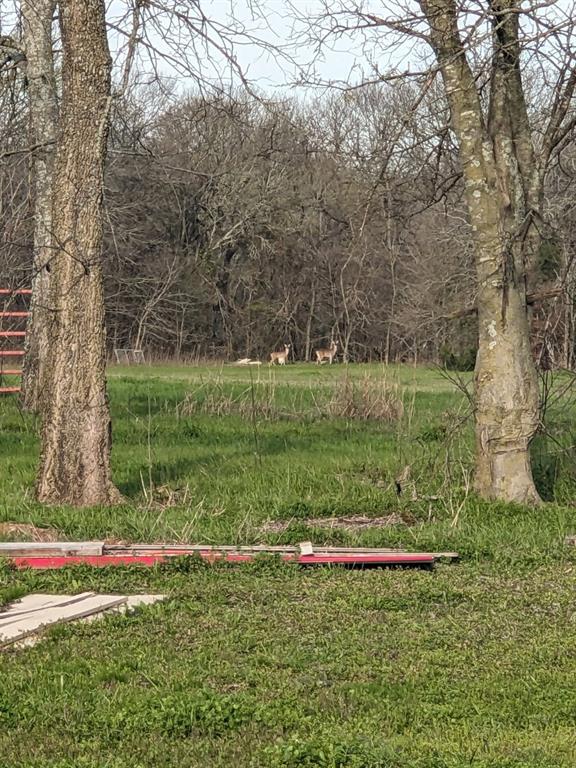 469 Dugan Chapel Road Bells, TX 75414 - Photo 11 of 33 a view of a park with large trees