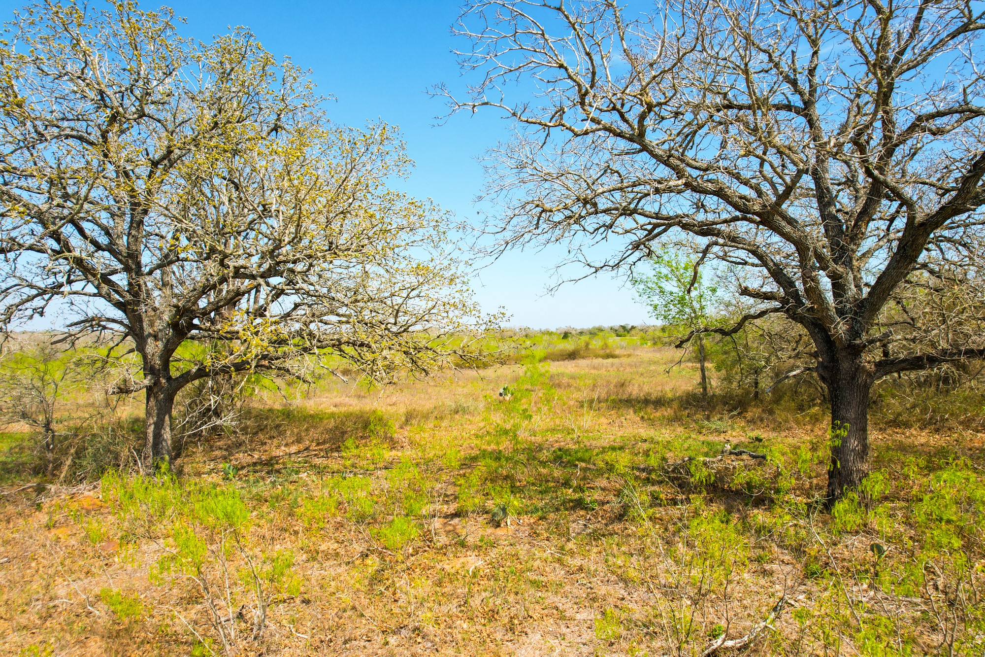 6641 Taylorsville Road Dale, TX 78616 - Photo 23 of 24 a view of ocean with a large tree