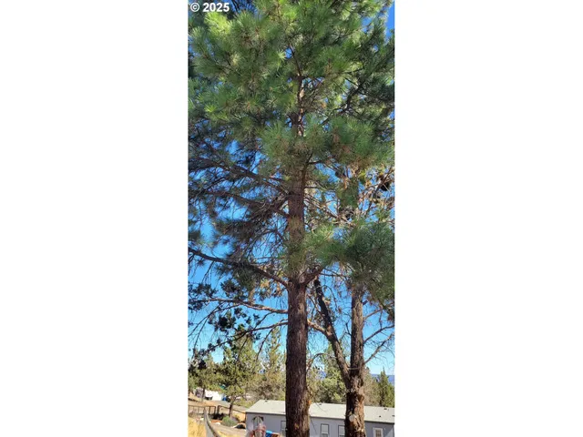 a picture of a tree in a house