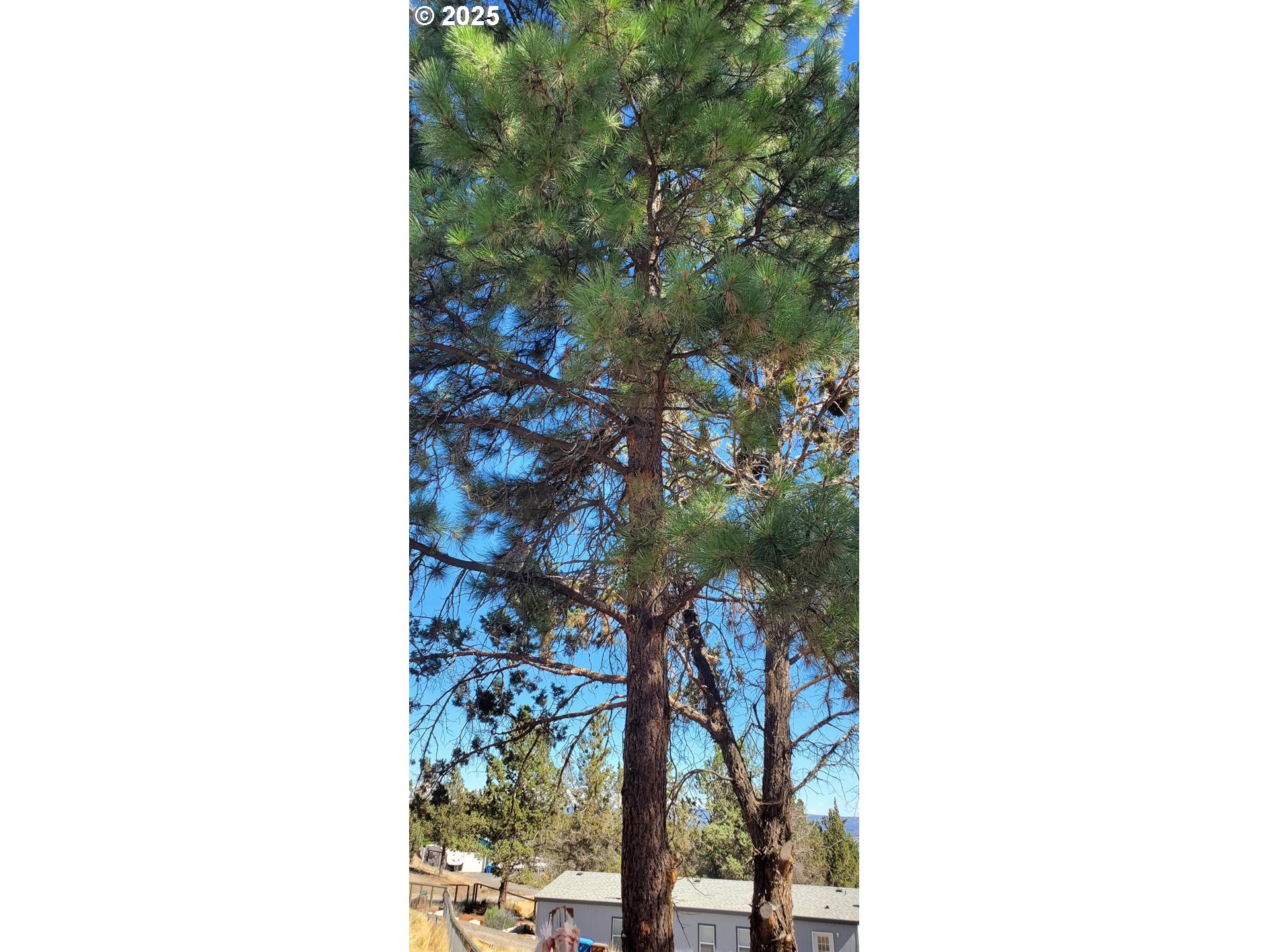 Northwest Circle Street, Unit TL1700 Prineville, OR 97754 - Photo 3 of 11 a picture of a tree in a house