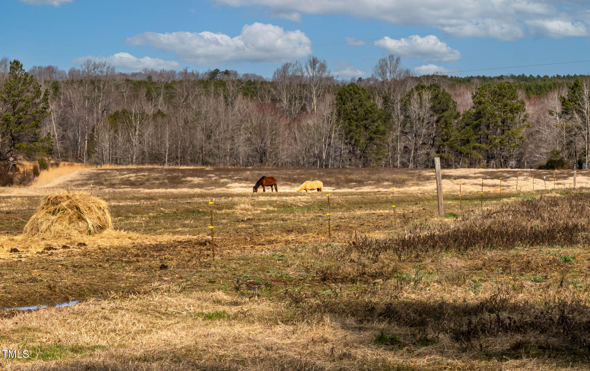 55 Daniel Harris Road Henderson, NC 27537 - Photo 28 of 43 View from backyard; horses belong to the neighbor and are not included in the sale of the home