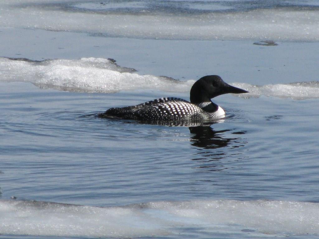 256 Thoroughfare Road Sinclair, ME 04779 - Photo 26 of 30 The loons know the moment the ice...