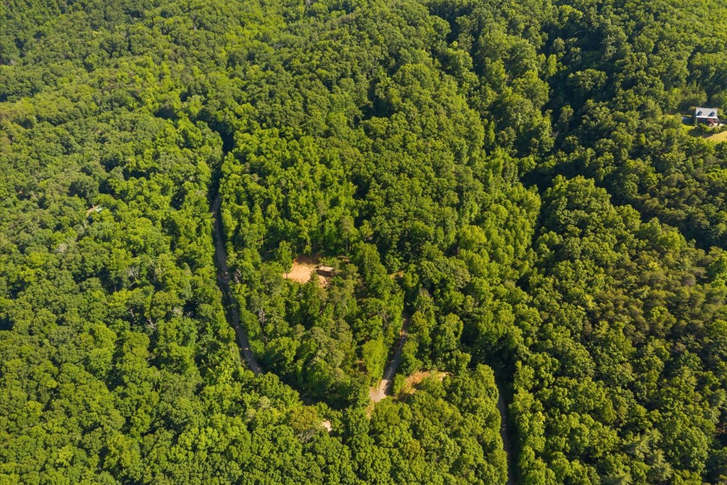 0 Emery Creek Road Chatsworth, GA 30705 - Photo 8 of 14 a view of a lush green forest