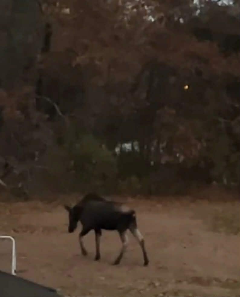 224 Main Street Springvale, ME 04083 - Photo 44 of 52 Backyard Wildlife