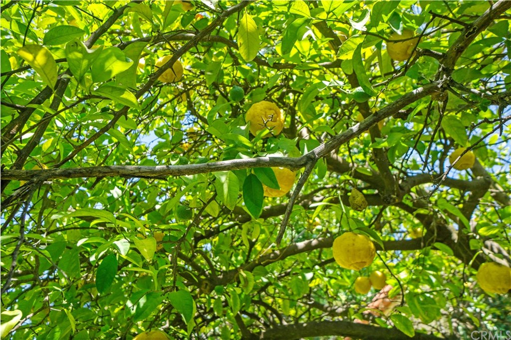 617 Barry Place Altadena, CA 91001 - Photo 36 of 36