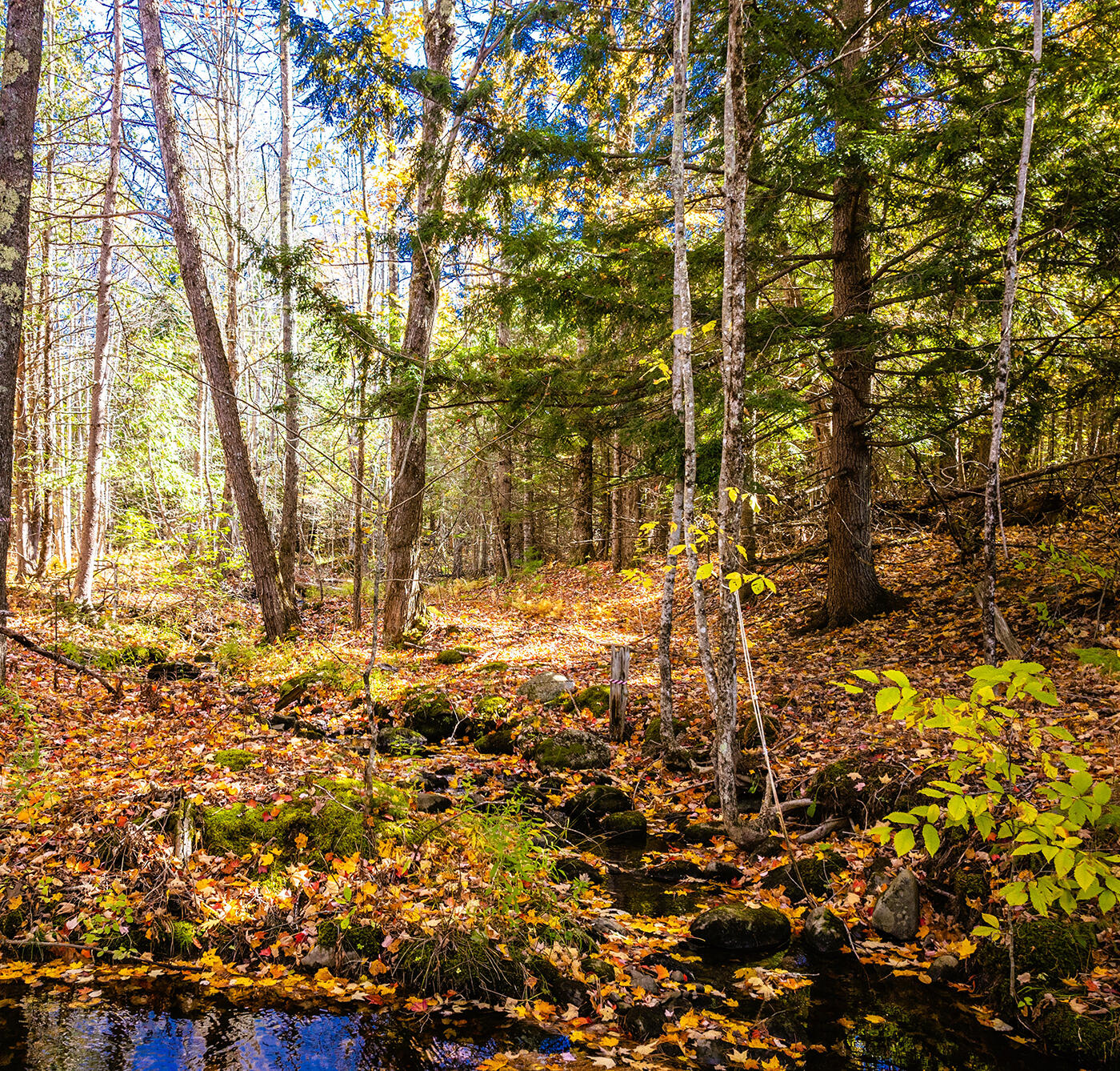 352 South Freedom Road Albion, ME 04910 - Photo 43 of 84 DJI_0015