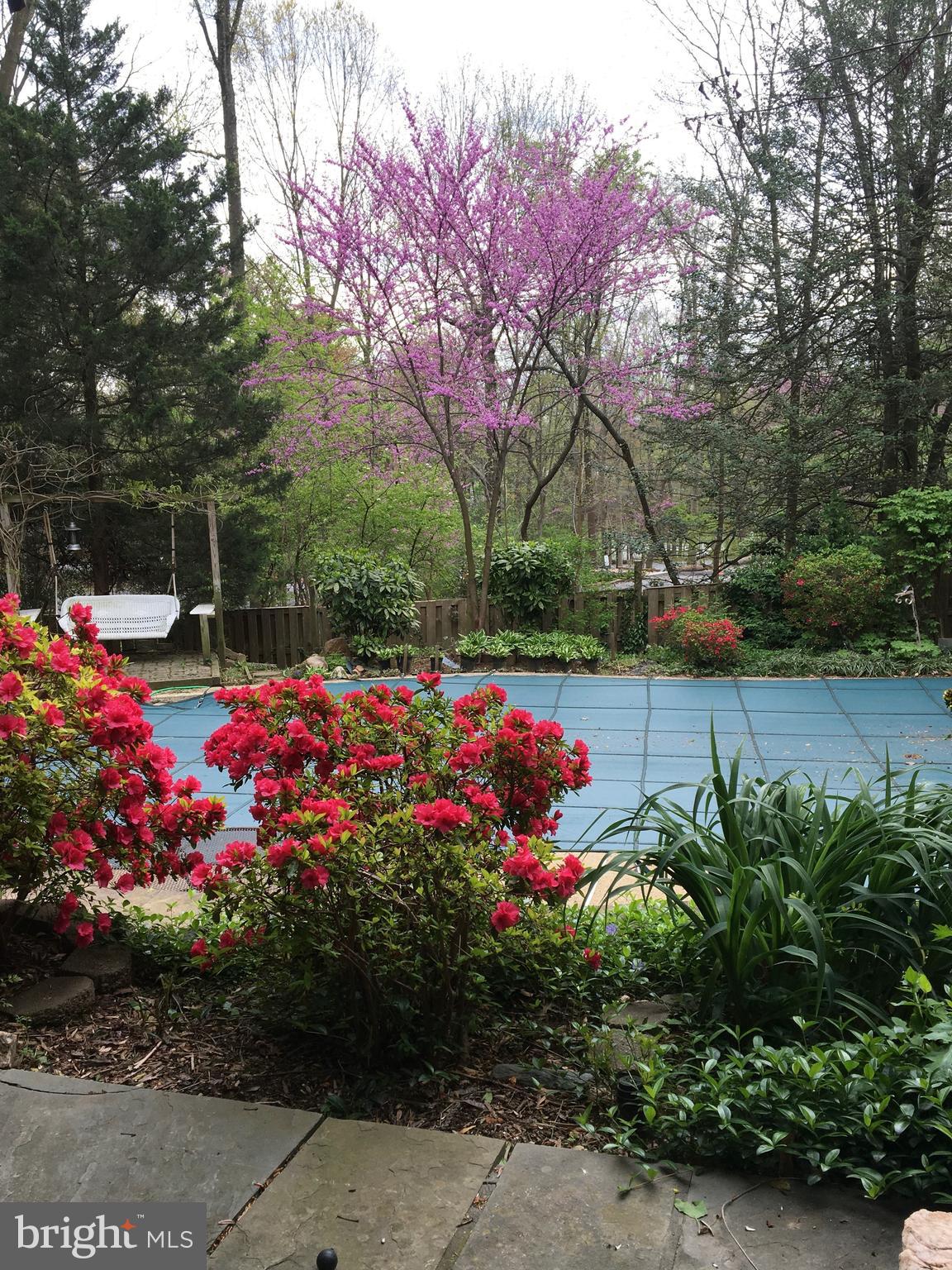 6204 Clearwood Road Bethesda, MD 20817 - Photo 4 of 63 Pool In Bloom