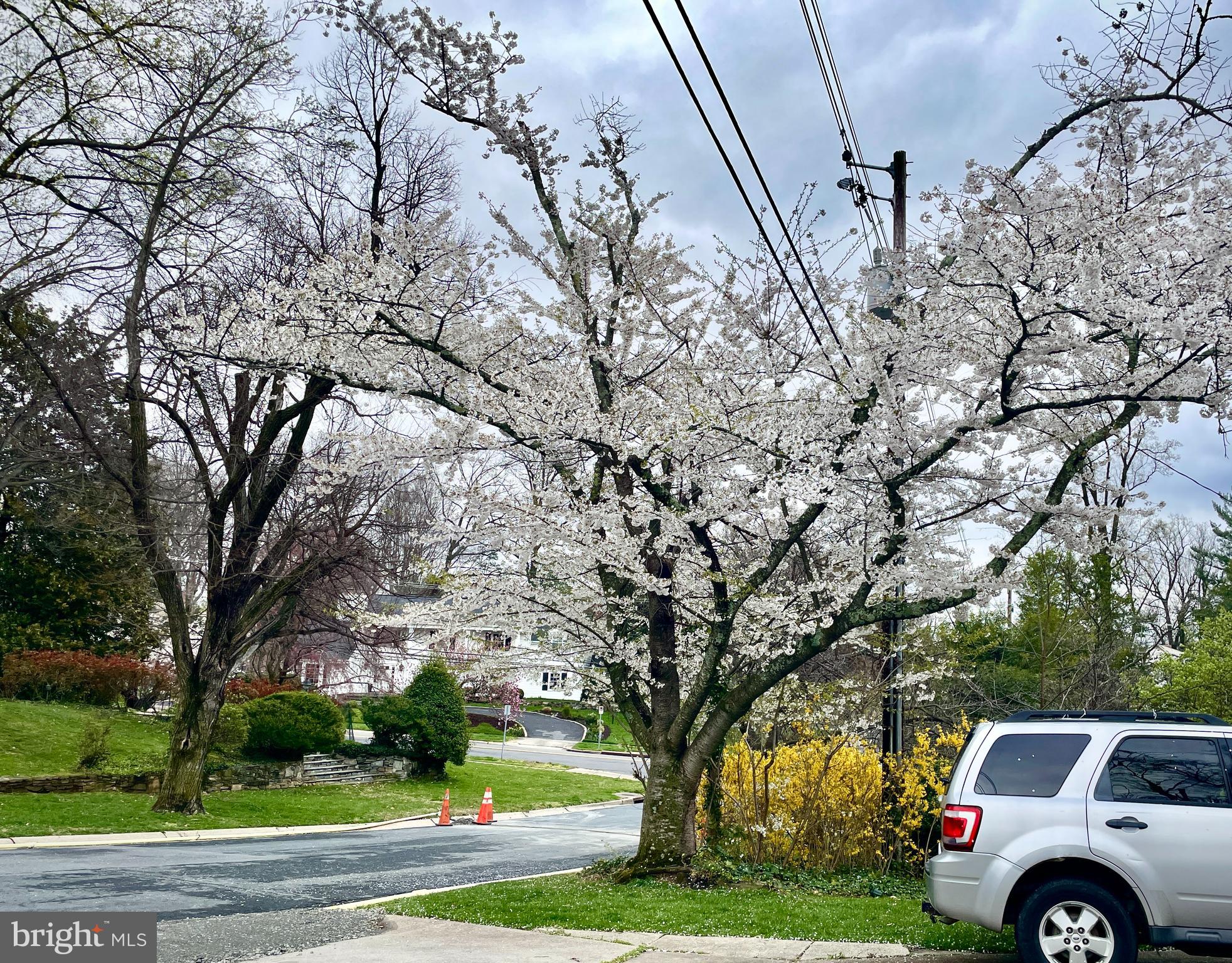 6204 Clearwood Road Bethesda, MD 20817 - Photo 61 of 63 Yard in Bloom