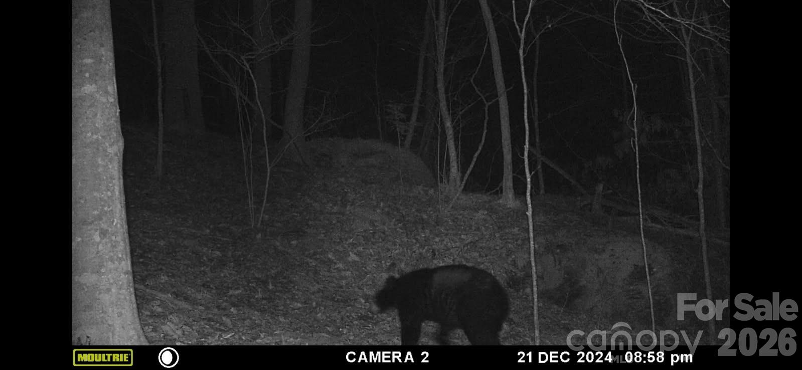0 Buffalo Cove Road Lenoir, NC 28645 - Photo 19 of 22