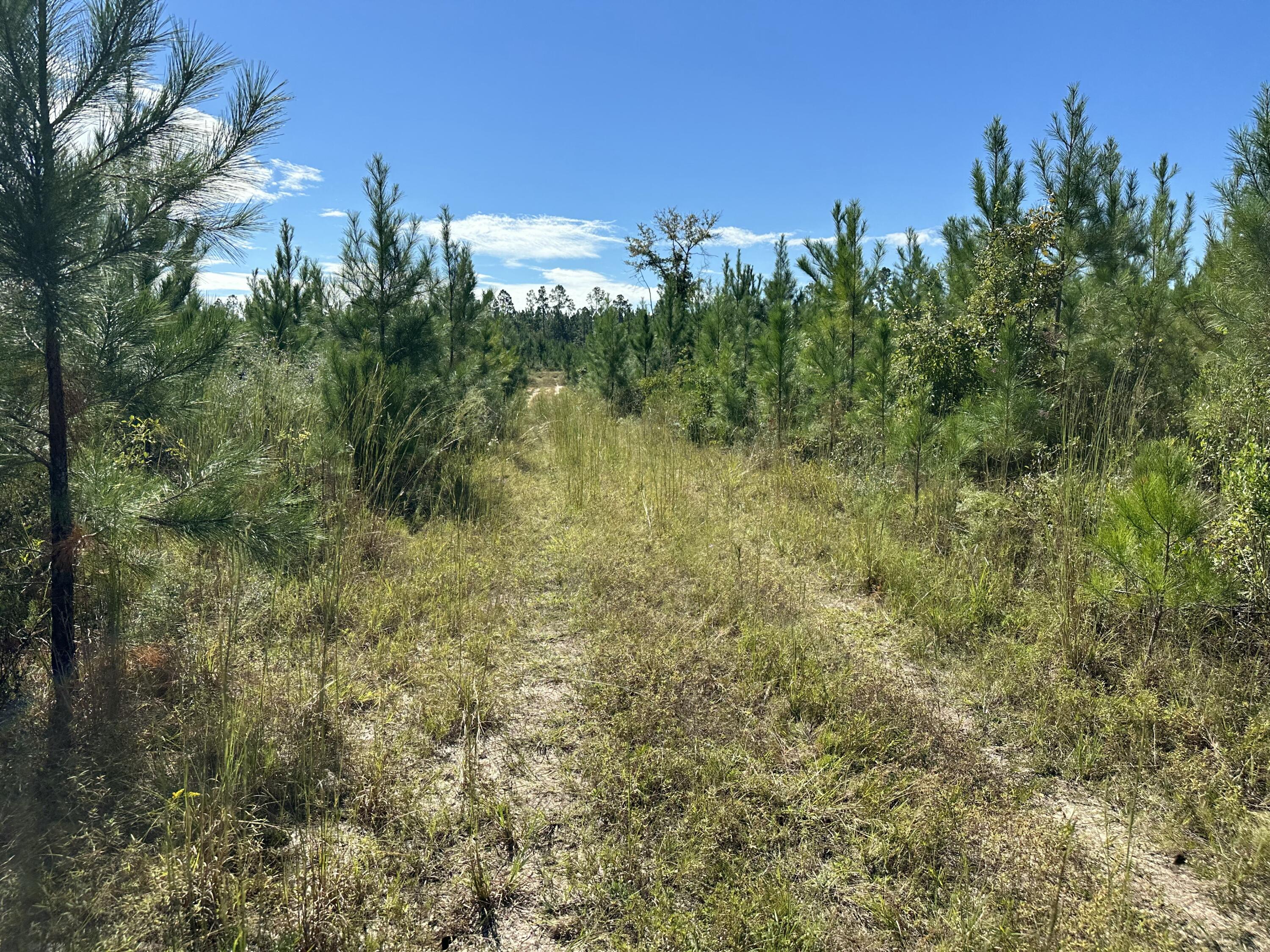 Parcel B Millside Road Laurel Hill, FL 32567 - Photo 1 of 12 a view of a yard with a tree